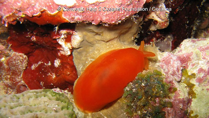 Less snails (5)6